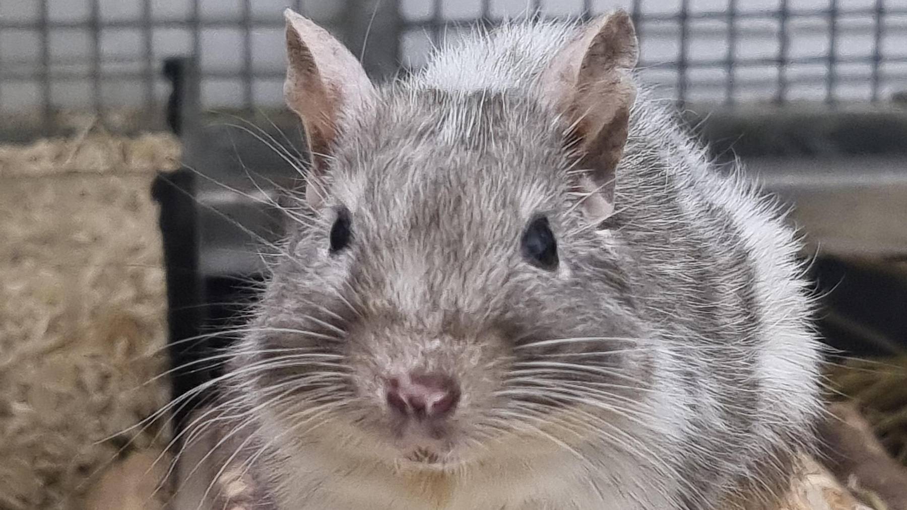 Degus 1