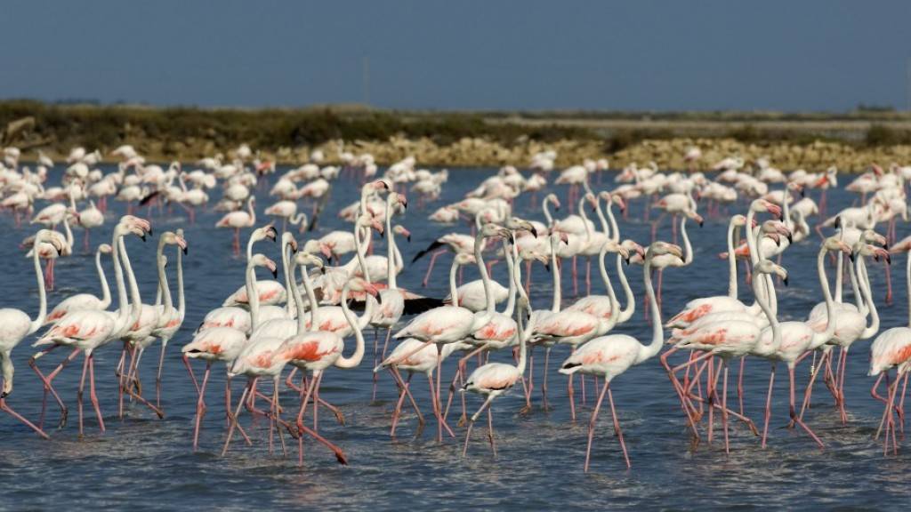 12'000 Flamingos sind in der Camargue geschlüpft. Ihr rosa Gefieder erhalten sie erst als Erwachsene. (Pressebild)