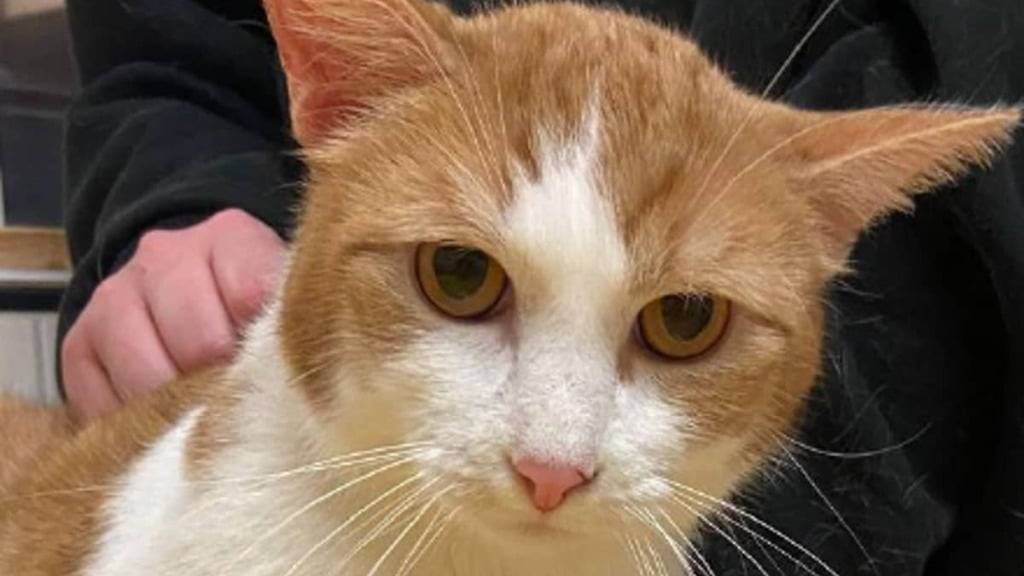 Eine der 40 Katze, die bei der Kontrolle in einem Haus im Bezirk Zofingen gefunden und einem Tierheim übergeben wurde.