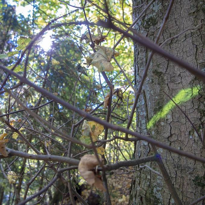 Äste, Pflanzen, Holz: Das musst du beim Sammeln im Wald beachten