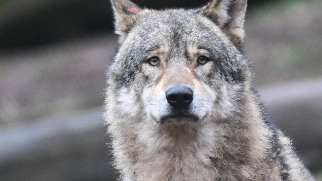 Möglicher Wolf in Hombrechtikon gesichtet