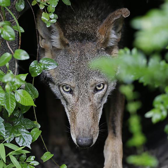 Tierschützer wehren sich gegen «Wolfs-Massaker»-Pläne des Bundes
