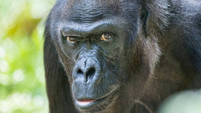 Gorilladame Quarta im Zoo Basel 52-jährig gestorben