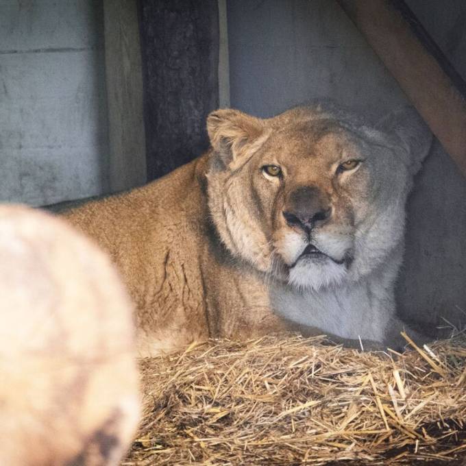 Sikypark im Berner Jura nimmt 20-jährige Löwin Kenya auf