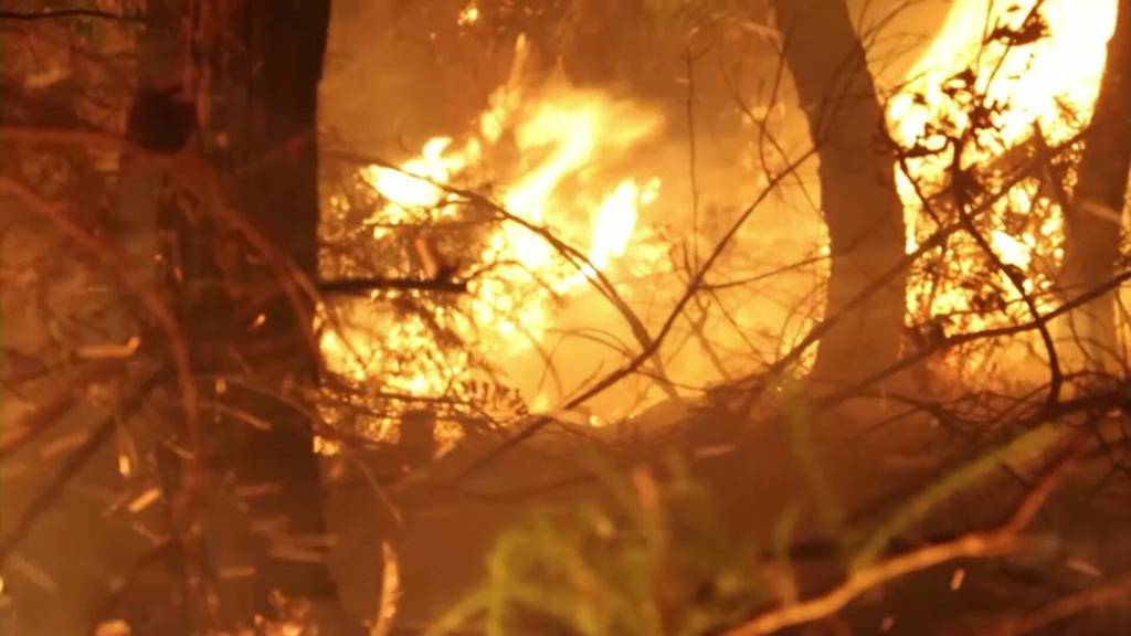 Waldbrände in Europa: Wilerin erzählt von Situation bei Bordeaux