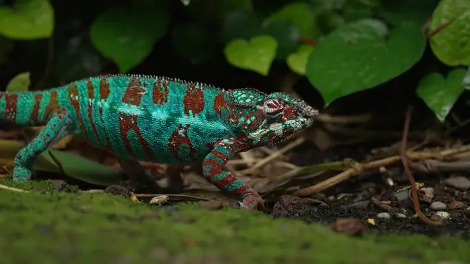Spezialsendung: Auf den Spuren des Chamäleons, Teil 1 (W)