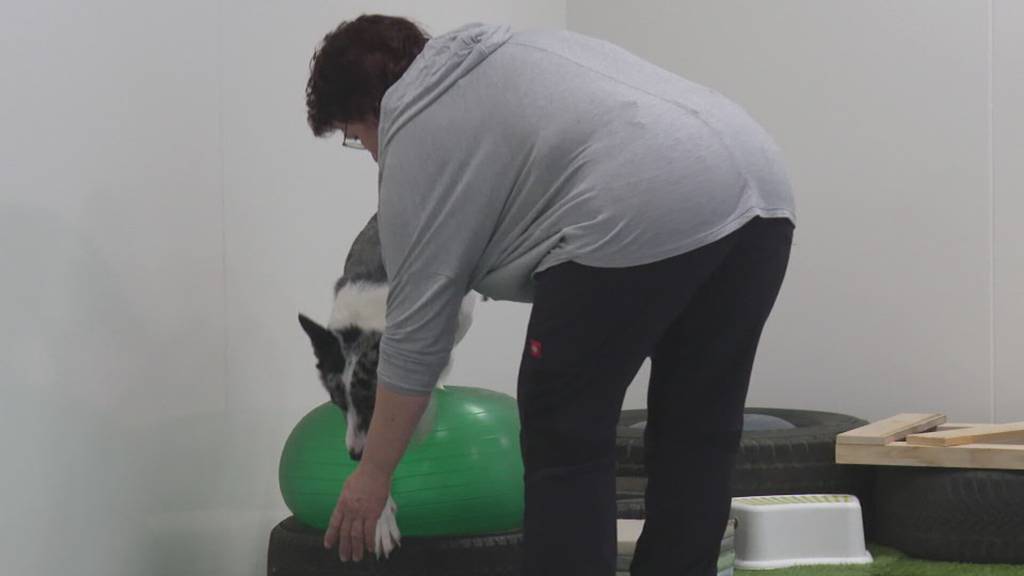 Neuer Indoor-Hundepark im Bühler: Training ohne Lärm, Gerüche und Ablenkung