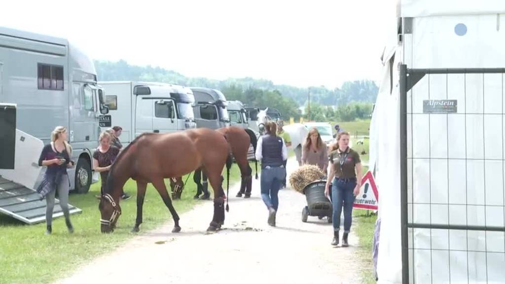 Millionenbeträge auf vier Beinen: 300 Pferde ziehen in CSIO-Stallungen ein