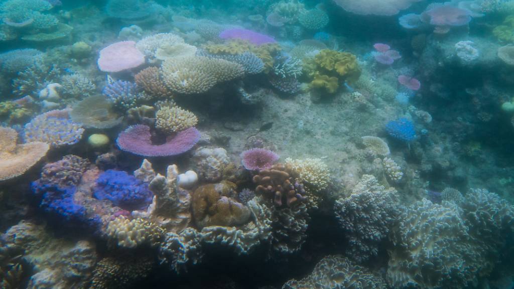 Ausbleichende Korallen im australischen Great Barrier Reef: Hitzewellen in den Ozeanen können Korallenriffe ausbleichen und absterben lassen.