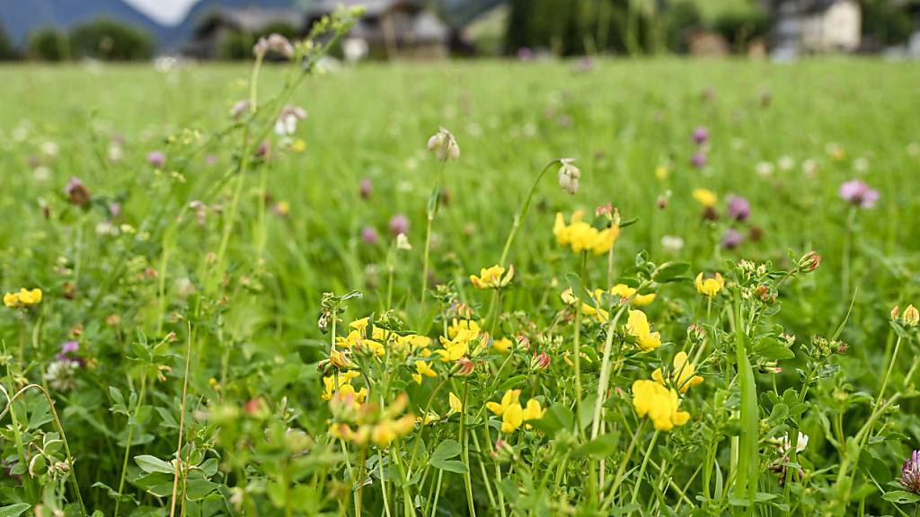 Massnahmen für die Biodiversität in der Schweiz fehlen