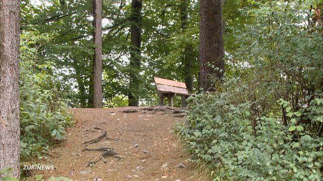 Über 2000 Bäume am Üetliberg gerodet