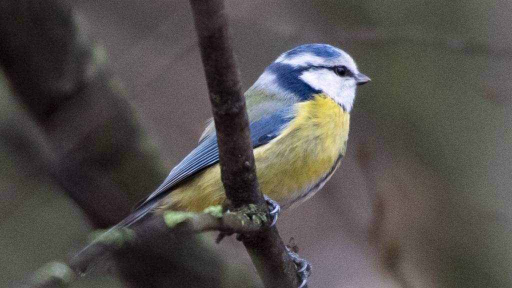 Vögel wie diese Blaumeise sollen im Kanton Zürich nicht mehr den Fenster-Tod sterben. Der Kantonsrat hat entschieden, dass Neubauten künftig «vogelfreundlich» sein müssen. Symbolbild)