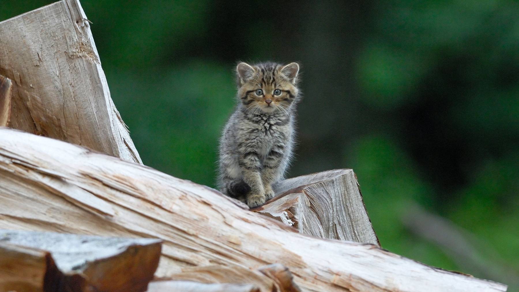 Ein junges Exemplar der Europäischen Wildkatze (Felis silvestris) auf Entdeckungstour.