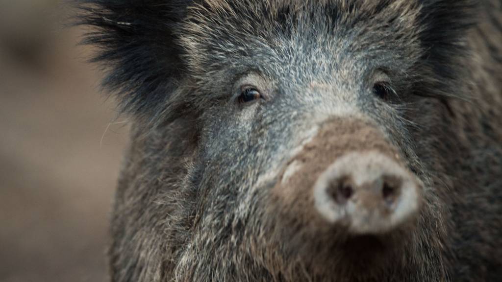Festgestellt wurde das Schweinepest-Virus bisher bei nun in Katalonien verendeten Wildschweinen. (Archivbild)