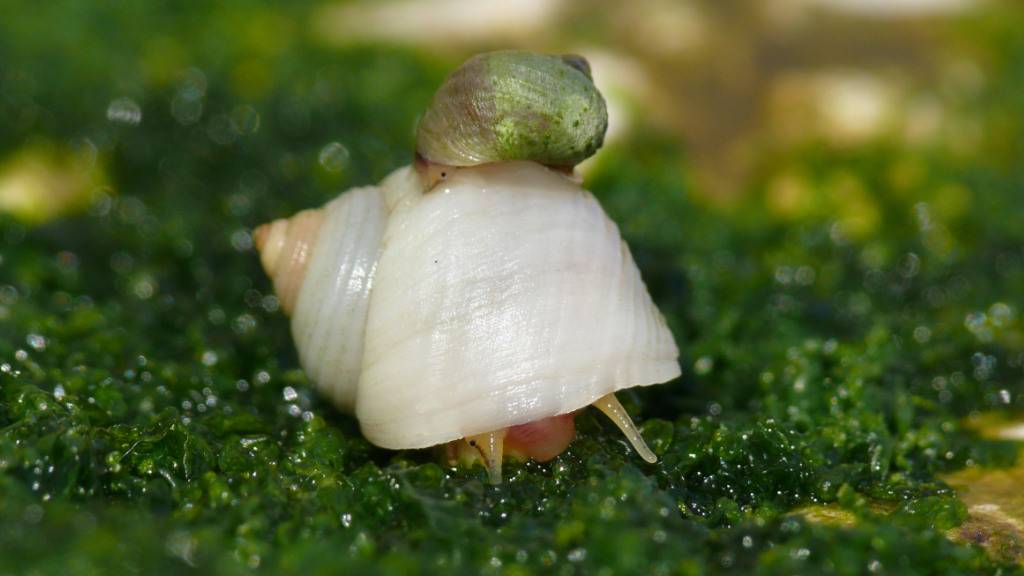 Forschende haben die Veränderungen im Erbgut identifiziert, die dafür verantwortlich sind, dass die Meeresschnecke «Littorina saxatilis» keine Eier mehr legt.