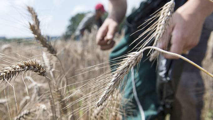 Bund bewilligt Freisetzungsversuch mit Gen-Weizen