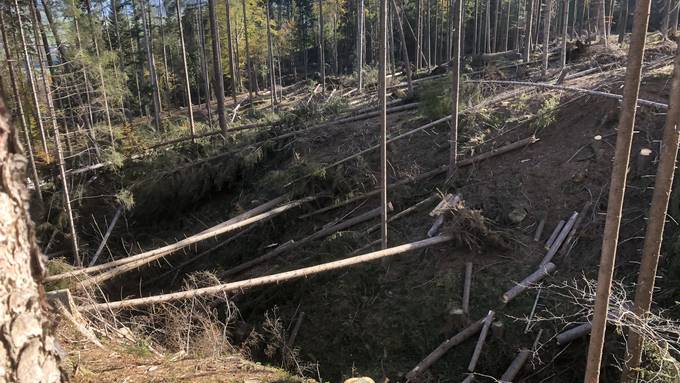 5000 Kubikmeter Wald zerstört