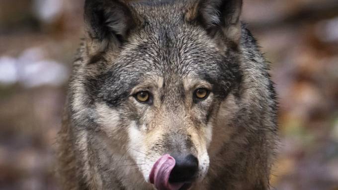 Wildhüter erlegen Jungwolf im St.Galler Weisstannental