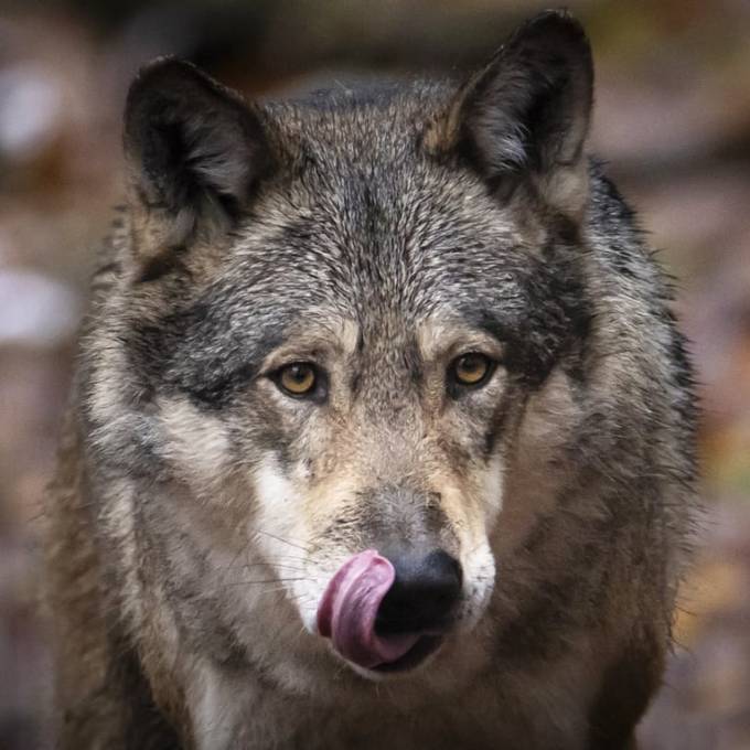 Wildhüter erlegen Jungwolf im St.Galler Weisstannental