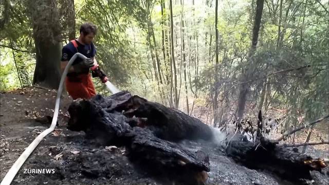 Lagerfeuer löst Flächenbrand am Üetliberg aus