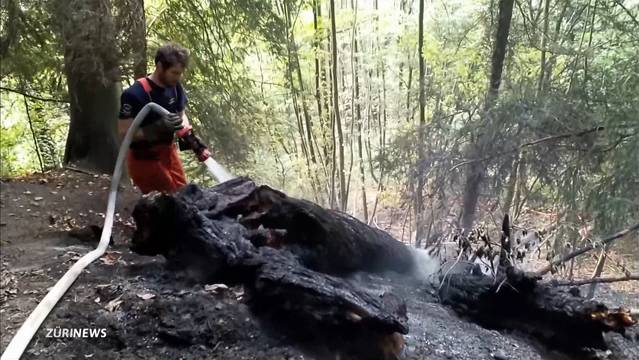 Lagerfeuer löst Flächenbrand am Üetliberg aus