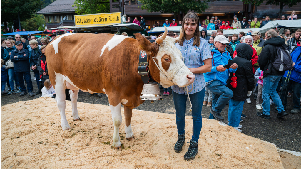 Älplerfest im Obersimmental: Diese Kuh wurde zur «Miss Lenk» gekürt
