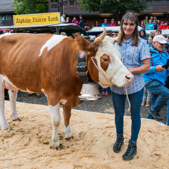 Älplerfest im Obersimmental: Diese Kuh wurde zur «Miss Lenk» gekürt