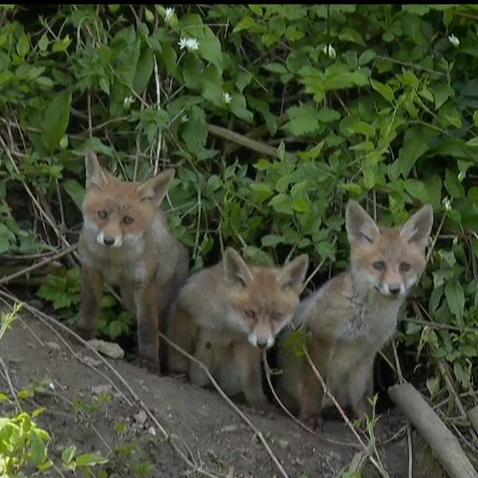 Fuchsfamilie mit drei herzigen Welpen haust mitten in Horgen