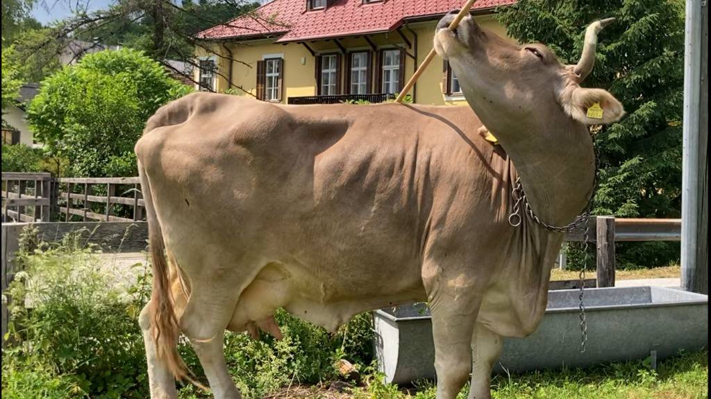 Die Kuh Veronika kratzt sich mit einem Besen. Dass Kühe das können, war bisher nicht bekannt.