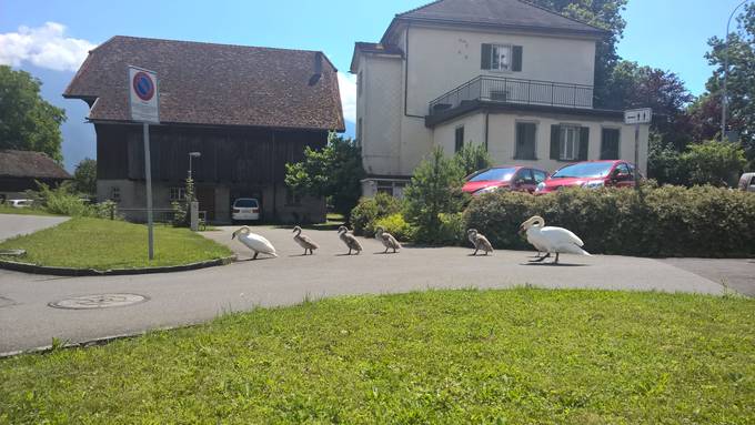 Schwanenfamilie unterwegs in Buchs