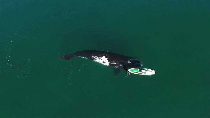 Aussergewöhnliche Begegnung: Wal stupst Stand-up-Paddlerin