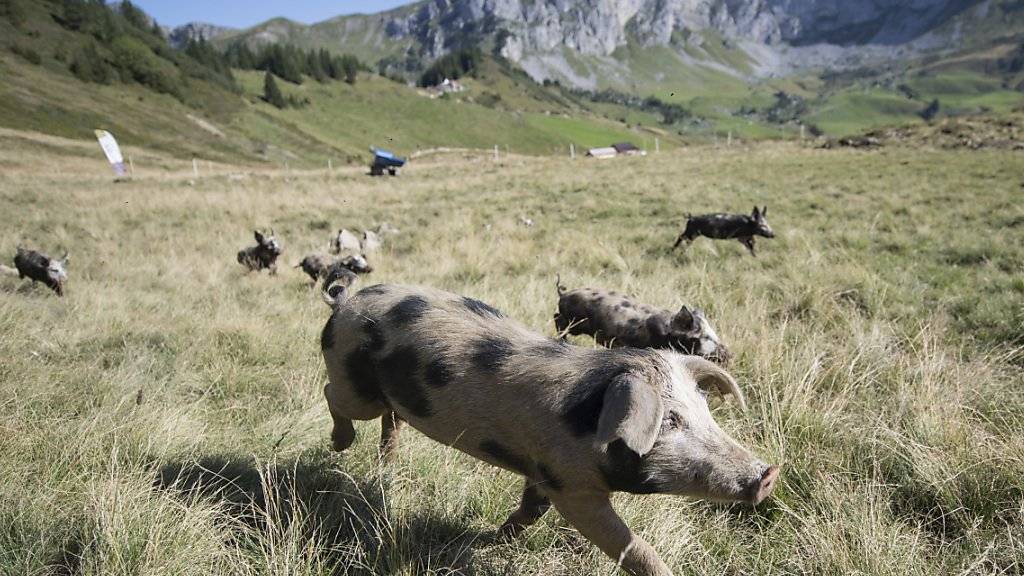 Nicht alle Schweine geniessen eine so artgerechte Haltung wie diese auf der Alp Selez im Kanton Uri. (Archivbild)