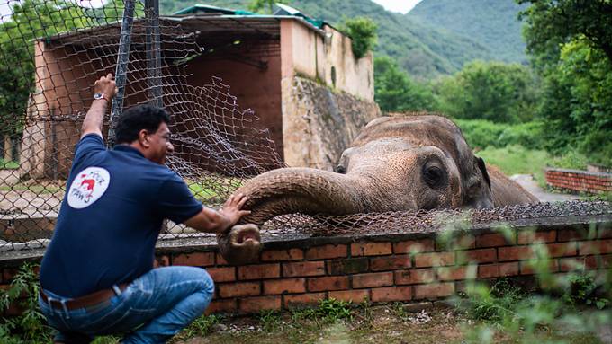 Elefant Kaavan in Kambodscha gelandet 