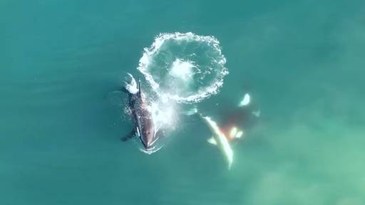 Spektakuläre Drohnenaufnahmen: Orcas jagen weissen Hai