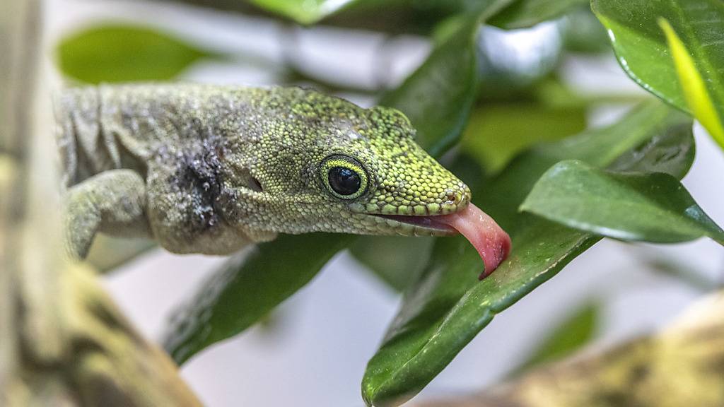 Die Manieren stimmen noch nicht ganz. Dieser Querstreifen-Taggecko ist neu in den Zoo Zürich gezogen. Hier soll er für Nachwuchs sorgen.