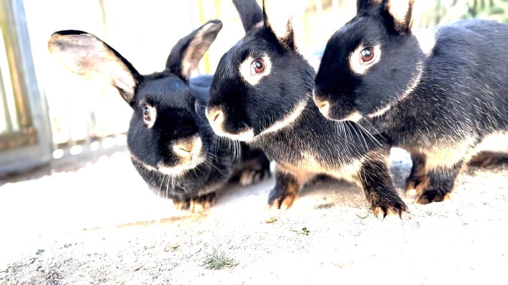 Vanilla, Violetta, Vita & Victor