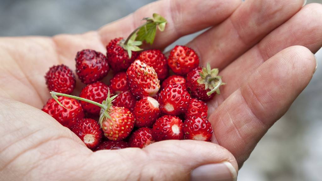 Wusstest du, dass Erdbeeren ein Gedächtnis haben?