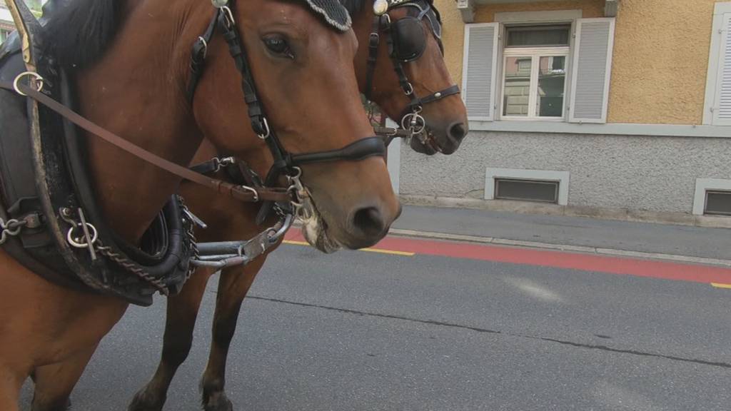 IG Arbeit räumt Grünabfälle in der Stadt Luzern weg