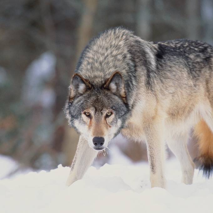 Parlament will sofort ganzes Wolfsrudel auslöschen – inklusive Welpen