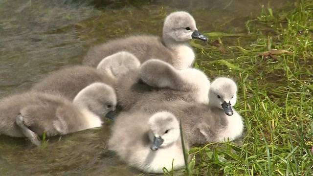 Junge Schwäne überstehen Hochwasser