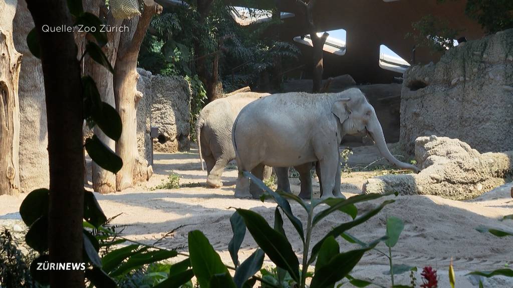 Nächster Elefant krank im Zoo Zürich