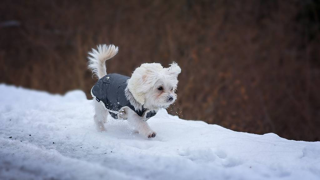 Hunde im Wintermantel sehen süss aus, sind auch vor der Kälte geschützt.