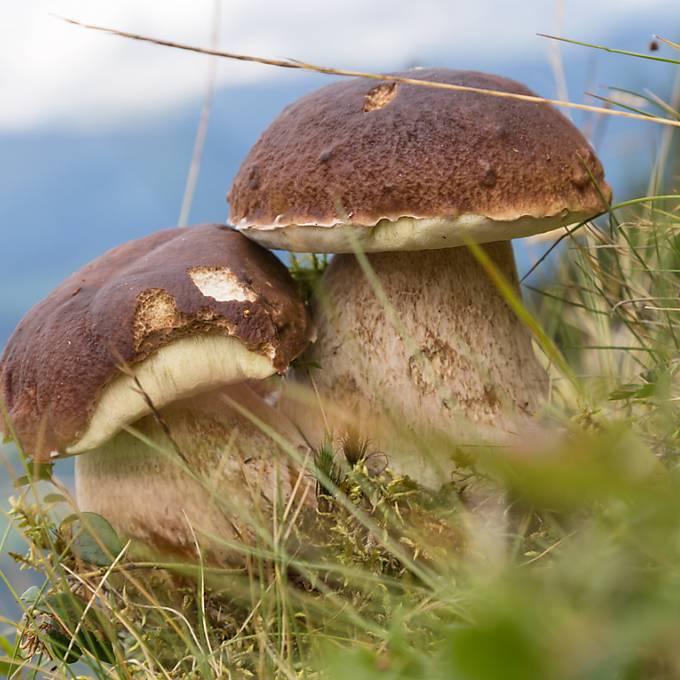 Dank dem nassen Wetter spriessen viele Pilze aus dem Boden