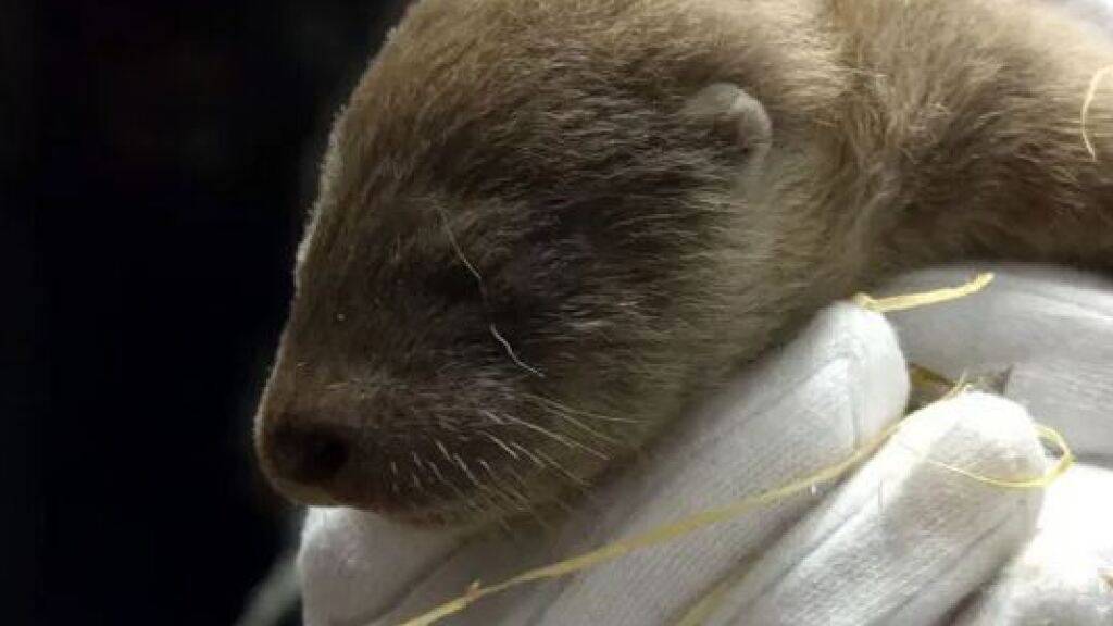 Das junge, Ende März im Tierpark Goldau geborene Fischotterweibchen ist überraschend gestorben.