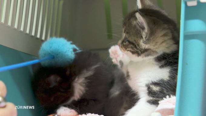 Herzlos: In Bünzen werden vier Katzenwelpen ausgesetzt