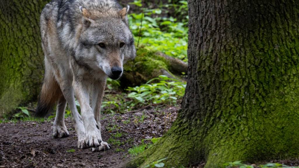 Nach dem Riss von sieben Schafen in einer Nacht in Hausen am Albis fordert der Zürcher Bauernverband, dass der Wolf erlegt wird. (Symbolbild)