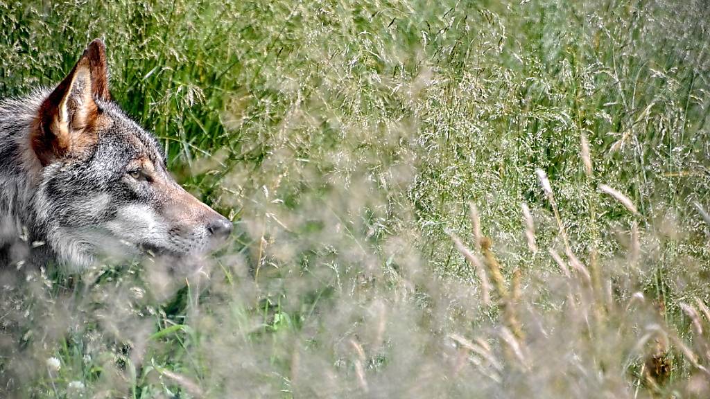 Ein aus Italien stammender Wolf hat diesen Sommer auf der Potersalp in Appenzell Innerrhoden zwei Geissen gerissen. Das Tier konnte genetisch nachgewiesen werden. (Symbolbild)