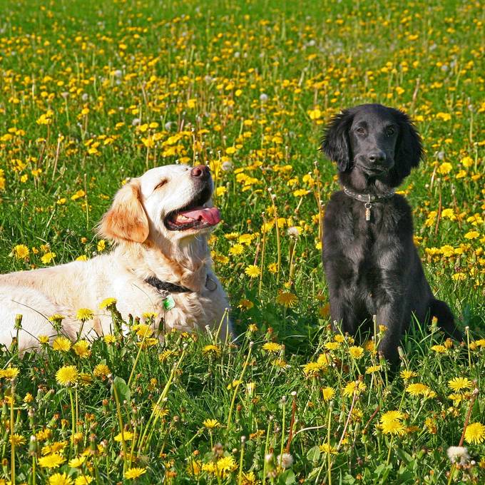 «Jeder fünfte Hund leidet unter einer Allergie»: So kannst du sein Leid lindern