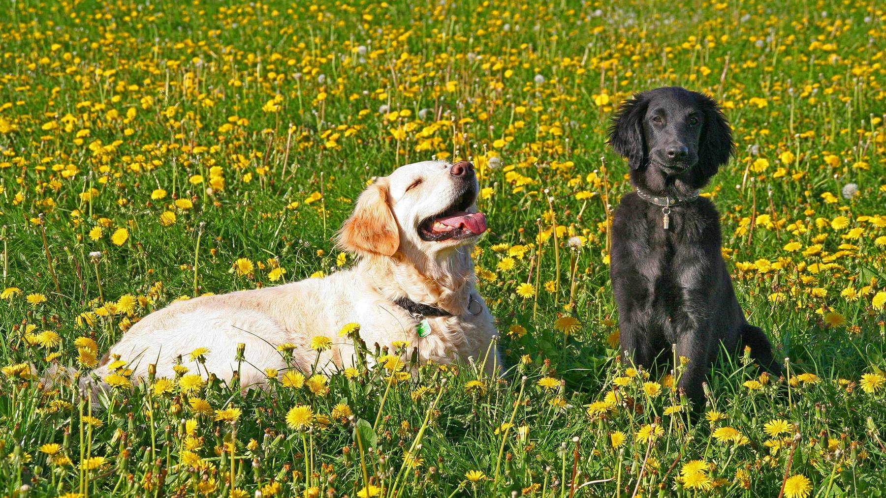 Hunde Pollen