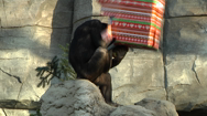 Weihnachten im Zoo